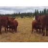 Out West Ranches Ltd. - 540# October Delivery Steer Calves - 110 Head (Williams Lake, BC)
