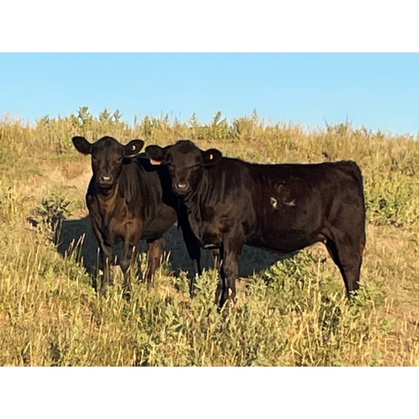 Sheerness Farms (Travis & Stacie Hickle) - 500# Heifer Calves - 40 Head (Hanna, AB)