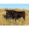 Image 1 : Sheerness Farms (Travis & Stacie Hickle) - 500# Heifer Calves - 40 Head (Hanna, AB)