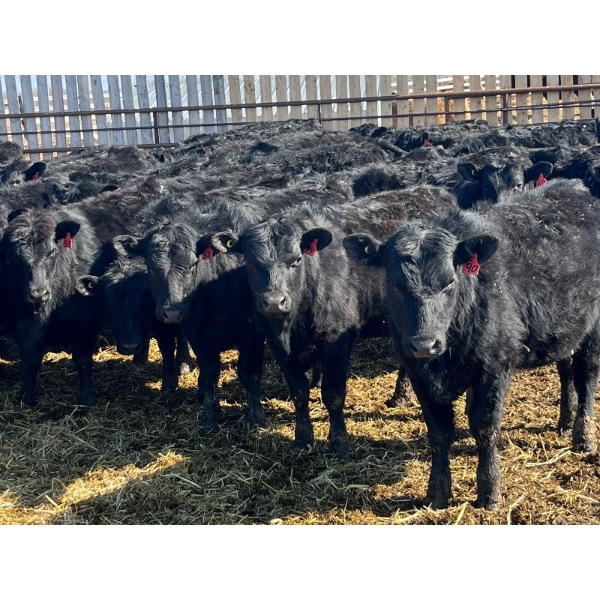 Misty Meadows Ranch - 34 Black Angus X Replacement Heifers (Austin, MB)