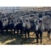 Image 1 : Misty Meadows Ranch - 34 Black Angus X Replacement Heifers (Austin, MB)