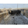 Image 5 : High Prairie Ltd. (Leonard Parke) - 11 Black Heifers (Pen 537 - 539)