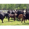 Image 2 : Hines Ranching Co. Ltd. - 525# November Delivery Steer Calves - 100 Head (Marwayne, AB)