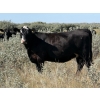 Image 5 : Cross Coulee Ranching - 950# October Delivery Grass Heifers - 62 Head (Duchess, AB)