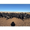 Image 8 : Vern Hambling - 800# February Delivery Heifers - 243 Head (High River, AB)
