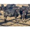 Image 5 : Hogg Family Farm - 790# January Delivery Steers - 75 Head (Huxley, AB)