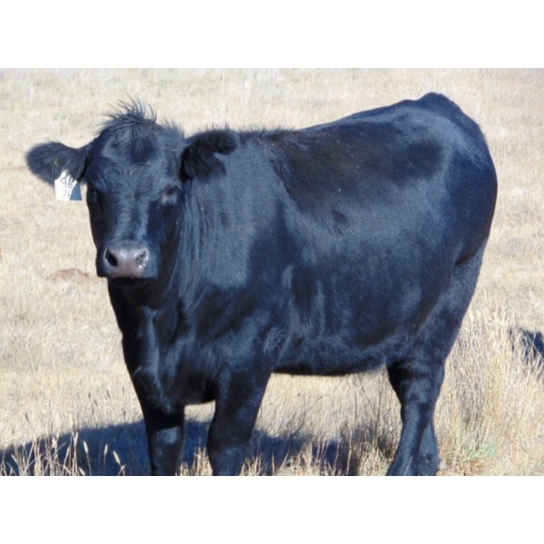 Scott & Gail Sapergia - 20 Black March/April Calving Bred Heifers (Hays, AB)