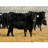 Image 6 : Leon Torkelson - 30 Black Replacement Heifers (Millicent, AB)