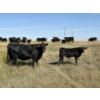Image 12 : Rommens Farm Ltd. - 575# October Delivery Steer Calves - 65 Head (Brooks, AB)