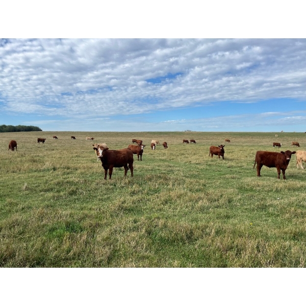 Valley Ranch - 975# October Grass Heifers - 65 Head (Dewberry, AB)
