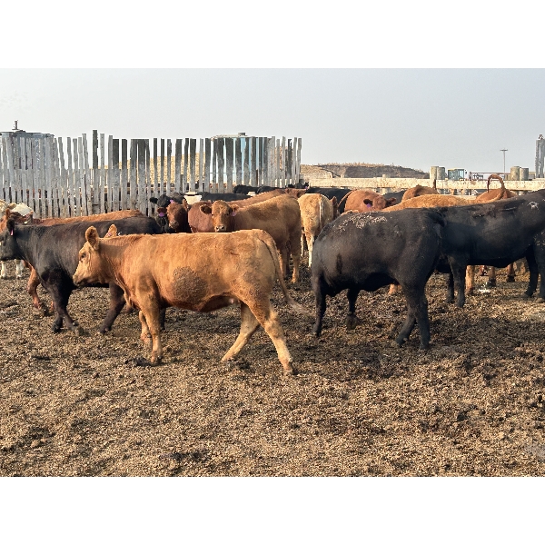 Carl Chomistek - 1025# August Yearling Heifers - 180 Head (Rolling Hills, AB)