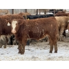 Image 6 : Jason & Kevin Szymanek - 850# December Delivery Weaned Steers - 55 Head (Stauffer, AB)