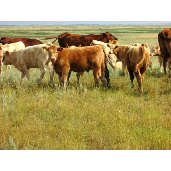 Ernie, Kathy & Kyle Lee - 580# Steer Calves - 90 Head (Hanna, AB)
