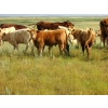 Image 1 : Ernie, Kathy & Kyle Lee - 580# Steer Calves - 90 Head (Hanna, AB)