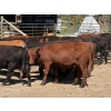 Image 19 : Alan Fridlington - 730# May Delivery Heifers - 162 Head (Kersley, BC)