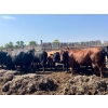Image 6 : Kings Corner Farms - 1425# Aug/Sept Delivery Cows - 42 Head (Corning, SK)