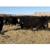 Image 7 : Hegedys Ranching - 1030# January Delivery Steers - 62 Head (Acme, AB)