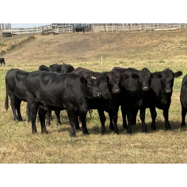 Sturgeon Cattle Co. - 1000# September Delivery Grass Heifers - 61 Head (Sundre, AB)