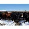 Image 2 : Antelope Butte Ranch - 744# March Delivery Steers - 82 Head (Lundbreck, AB) VBP+