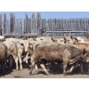 Image 4 : LZ Farms Inc. - 885# August Delivery Heifers - 65 Head (Kyle, SK)