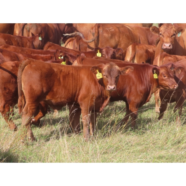 Hebert Livestock Ventures - 760# February Delivery Weaned Steers - 240 Head (Wawota, SK) VBP+