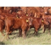 Image 1 : Hebert Livestock Ventures - 760# February Delivery Weaned Steers - 240 Head (Wawota, SK) VBP+