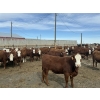 Image 8 : Anchor C Livestock - 710# April/May Delivery Heifers - 85 Head (Stirling, AB)