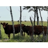 Image 8 : Wolverine Cattle Co. - 925# September Delivery Grass Heifers - 200 Head (Guernsey, SK)