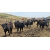 Image 7 : Bryan Ranch Ltd. - 750# May Delivery Heifers - 82 Head (Maple Creek, SK)