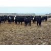 Image 3 : Ripple Rock Ranch - 750# March Delivery Steers - 290 Head (Fincastle, AB)