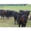 Image 3 : Russel Abel & Brandon Abel - 550# November Delivery Heifer Calves - 50 Head (Falkland, BC)