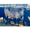 Image 2 : Resch Ranch - 8 Middle-Aged to Mature Cows (Pen 520)