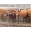 Image 6 : Little Rainbow Ranch - 925# September Yearling Heifers - 198 Head (Moosomin, SK)