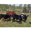 Image 5 : FM Livestock / Anchor P Farms - 720# November Delivery Steer Calves - 85 Head (Bentley, AB)
