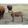 Image 10 : Wolfer Ranching/Wolfer Cattle Co. - 600# October Delivery Steer Calves - 60 Head (Tilley, AB)