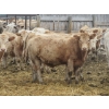 Image 9 : Vossepoel Cattle Co. - 680# December Delivery Weaned Steers - 250 Head (Tilley, AB)