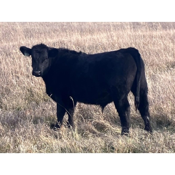 C.R. Fullerton - 725# Oct/Nov Delivery Steer Calves - 86 Head (Lundbreck, AB)