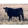 Image 1 : C.R. Fullerton - 725# Oct/Nov Delivery Steer Calves - 86 Head (Lundbreck, AB)