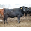 Image 5 : Sonny Wierenga - 940# September Delivery Heifers - 86 Head (Granum, AB)