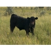 Image 2 : Francis Dyck - 600# November Delivery Weaned Steers - 105 Head (Swift Current, SK)