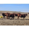 Image 7 : South Ridge Farms (Jeff Lewandowski) - 2 RED Heifers (Pen 431)