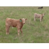 Image 10 : 6 S Feeders Inc. - 580# November Delivery Weaned Steers - 105 Head (Moosomin, SK)