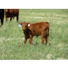 Image 7 : Colter Malloy - 540# November Delivery Steer Calves - 80 Head (Pollockville, AB)