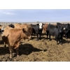 Image 9 : Hegedys Ranching - 1000# May Delivery Steers - 140 Head (Acme, AB)
