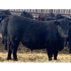 Image 4 : Hawk Ranching - 970# March Delivery Steers - 65 Head (Nanton, AB)