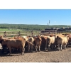 Image 11 : Turtleview Livestock - 990# October Delivery Grass Heifers - 58 Head (Goodlands, MB) VBP+