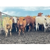 Image 2 : Larnie's Bar 3K Ranch - 740# July Delivery Heifers - 136 Head (Onoway, AB)