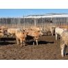 Image 5 : Selte Farms (1985) Ltd. - 790# March Delivery Steers - 70 Head (Vermilion, AB)