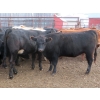 Image 5 : Lee Johnston - 1010# November Grass Heifers - 26 Head (Welwyn, SK)