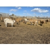 Image 9 : SVM Farms - 630# May Delivery Steers - 67 Head (Vauxhall, AB)